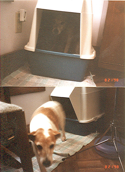 Parker in catbox